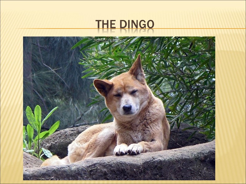 the dingo